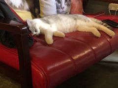 -咖法森林·咖啡  酒吧(天河店)