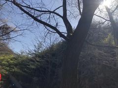 -王顺山国家森林公园