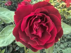 -永定河休闲森林公园