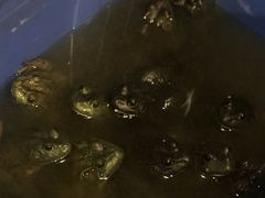 -瑞丽活螃蟹(芒市店)