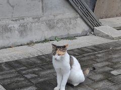 -高旻寺