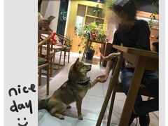 -柴务处·柴犬主题狗咖