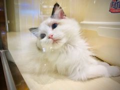 -momokira米努特·德文卷毛猫·棉花面纱犬