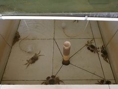 -丫丫蟹庄·苏式园林农家乐·阳澄湖大闸蟹(阳澄湖莲花岛店)