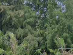 -东郊椰林