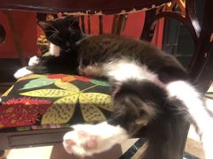 -猫色咖啡·猫咖