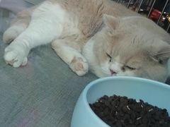 -爱宠屋pet shop·宠物洗澡·宠物美容