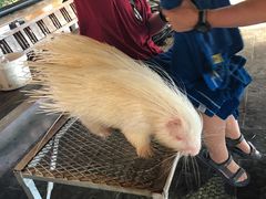 -清迈夜间动物园