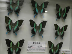 _SAM6933-上海大自然野生昆虫馆