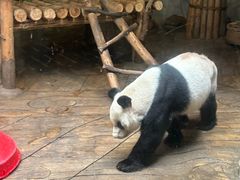 -深圳野生动物园