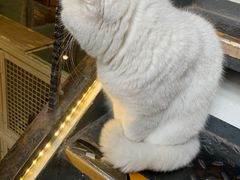 -猫小院猫主题咖啡厅(北锣店)