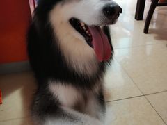-暖阳宠物医院·犬猫康复中心·骨科