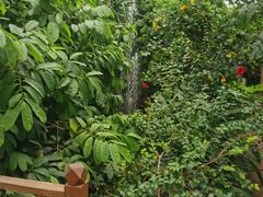 -呀路古热带植物园
