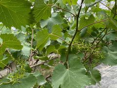 -马陆小张葡萄园农家乐