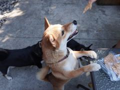 -柴犬高等学院·狗咖·柴犬售卖·宠物训练