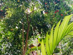 -呀路古热带植物园