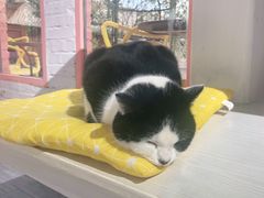 -喵屿·大理花园猫咖