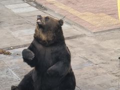 -西霞口神雕山野生动物世界