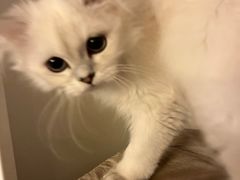 -翊宠yipet猫狗购宠庄园犬舍•猫舍