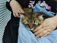 -纳吉亚猫专科动物诊疗中心(蒋宅口分院)