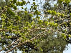 -北京西山国家森林公园