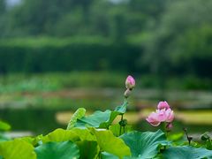 -国家植物园南园