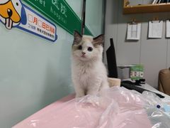 -半岛宠物医院24小时(科华中路店)