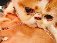 -共舞时光猫咖·狗咖(新街口店)