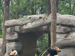 -中国大熊猫保护研究中心雅安碧峰峡基地