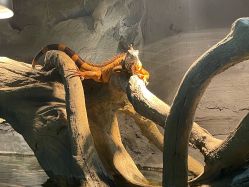 -Zoolung Zoolung动物主题公园(海信广场店)