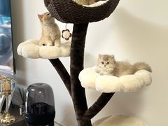 -贝康宠物医院·犬猫全科·小动物特色诊疗中心(东环路店)