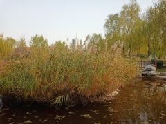-丰台科技园生态主题公园