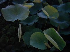 -前关湿地公园