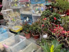 -曲阳花鸟市场(曲阳路店)