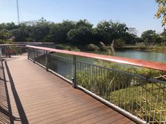 -福田红树林生态公园