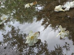 -新江湾城公园