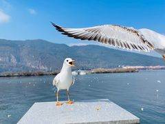 -海埂大坝