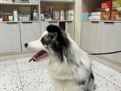 -心语宠物医院·急重症转诊中心·瑞辰华诺(南青路店)