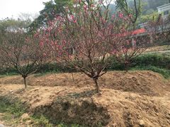 -南国桃园旅游度假区