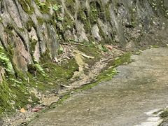 -黄埔油麻山森林公园