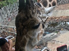 -清迈夜间动物园