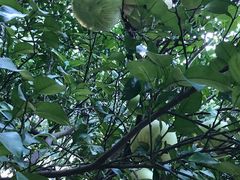 -昆山城市生态森林公园