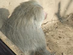 -青藏高原野生动物园