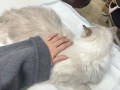 -美联众合动物医院·24h转诊中心
