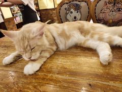 -more than meow吴止猫主题餐厅(承德 中船汇店)