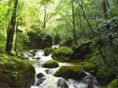 -牛背梁国家森林公园