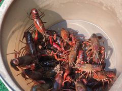 -同銮特种养殖场·龙虾垂钓