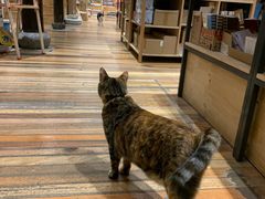 -猫的天空之城概念书店(杭州南宋御街店)