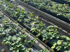 -甜心庄园·甜心草莓采摘园(西青中北店)