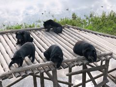 -黑瞎子岛探秘野熊园